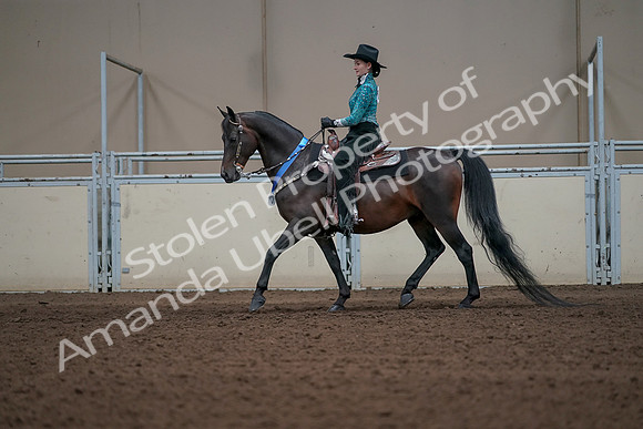 2019 Morgan Horse Show - Sept 01, 2019 - 07331