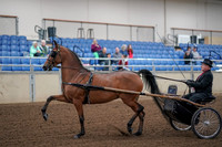 2019 Morgan Horse Show - Aug 30, 2019 - 13030