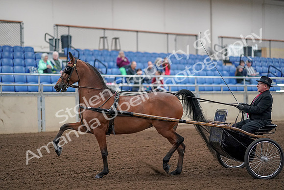 2019 Morgan Horse Show - Aug 30, 2019 - 13030