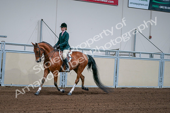 2020 - AB Morgan Horse - Fri, Sept 04 - 01587