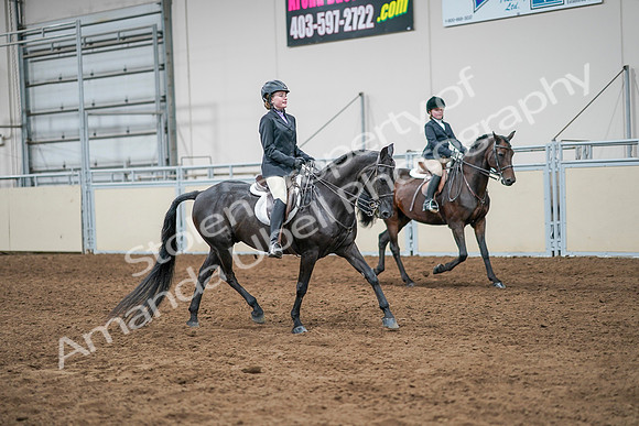 2020 - AB Morgan Horse - Sun, Sept 06 - 08135