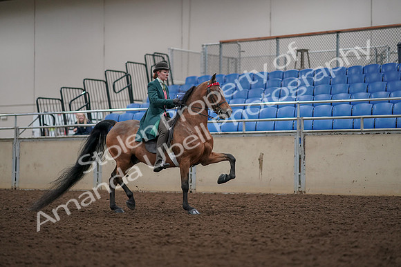 2019 Morgan Horse Show - Aug 30, 2019 - 28239