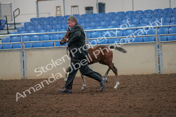 2019 Morgan Horse Show - Aug 30, 2019 - 24668