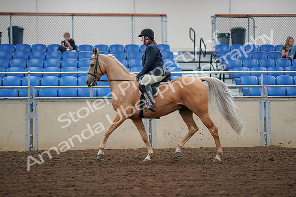 2019 Morgan Horse Show - Aug 30, 2019 - 16240