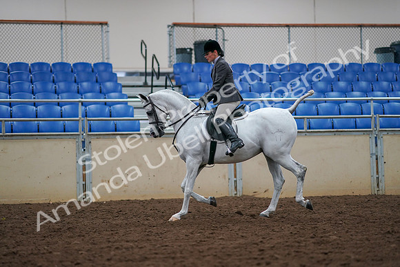 2019 Morgan Horse Show - Aug 30, 2019 - 17370