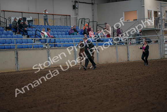 2019 Morgan Horse Show - Aug 30, 2019 - 24645