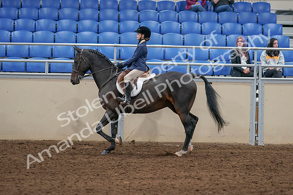 2020 - AB Morgan Horse - Sat, Sept 05 - 10608