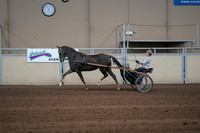 2019 Morgan Horse Show - Sept 01, 2019 - 05918