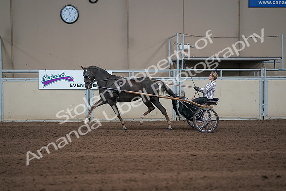 2019 Morgan Horse Show - Sept 01, 2019 - 05918