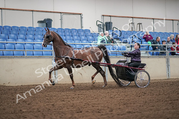 2019 Morgan Horse Show - Aug 30, 2019 - 13164