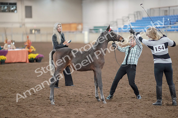 2019 Morgan Horse Show - Aug 30, 2019 - 24894
