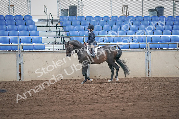 2019 Morgan Horse Show - Sept 01, 2019 - 05493