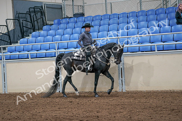 2020 - AB Morgan Horse - Fri, Sept 04 - 08465