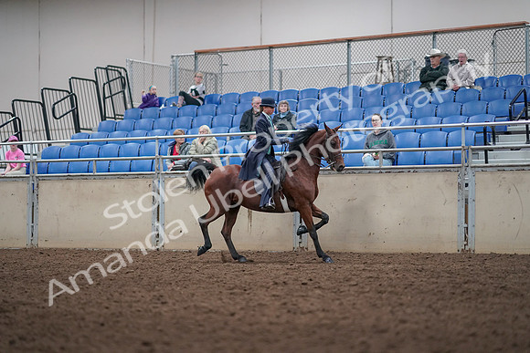 2019 Morgan Horse Show - Aug 31, 2019 - 09527