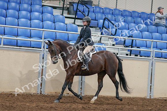 2020 - AB Morgan Horse - Sat, Sept 05 - 14402