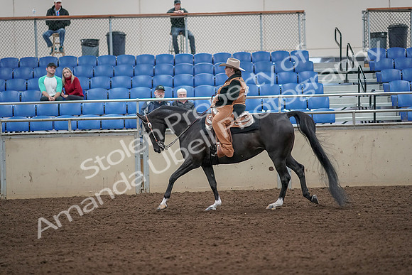 2019 Morgan Horse Show - Aug 31, 2019 - 06084
