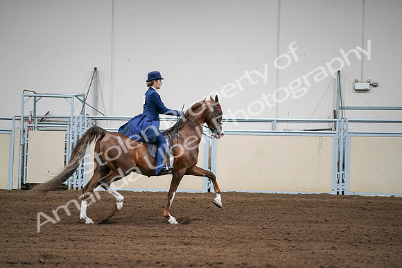 2020 - AB Morgan Horse - Sat, Sept 05 - 06339