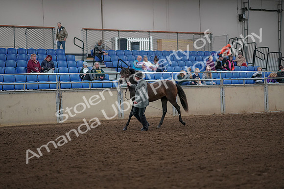 2019 Morgan Horse Show - Aug 30, 2019 - 25682