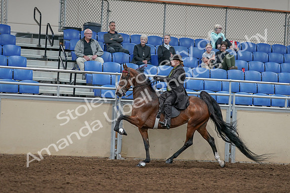 2020 - AB Morgan Horse - Fri, Sept 04 - 09768
