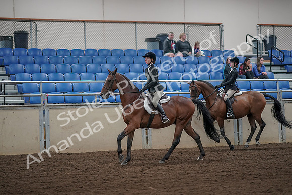 2019 Morgan Horse Show - Aug 31, 2019 - 05100