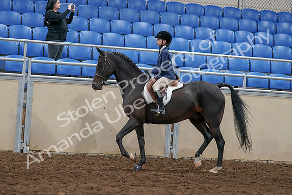 2020 - AB Morgan Horse - Sun, Sept 06 - 07677