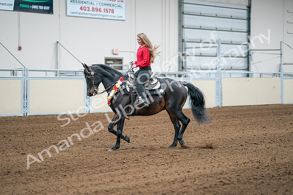 2020 - AB Morgan Horse - Sat, Sept 05 - 10393