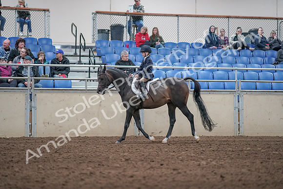 2019 Morgan Horse Show - Aug 31, 2019 - 19509