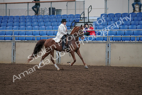 2019 Morgan Horse Show - Aug 31, 2019 - 17972