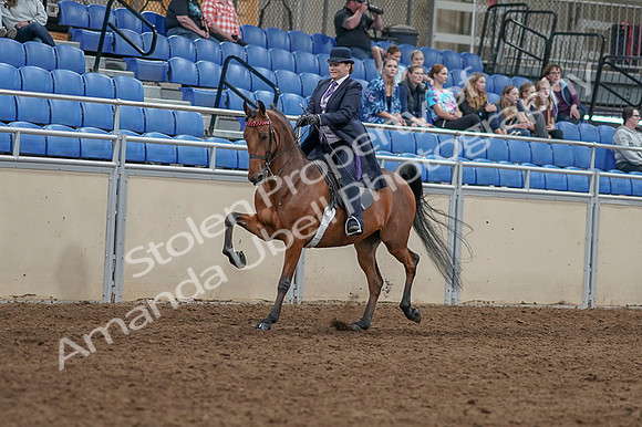 2020 - AB Morgan Horse - Fri, Sept 04 - 11460