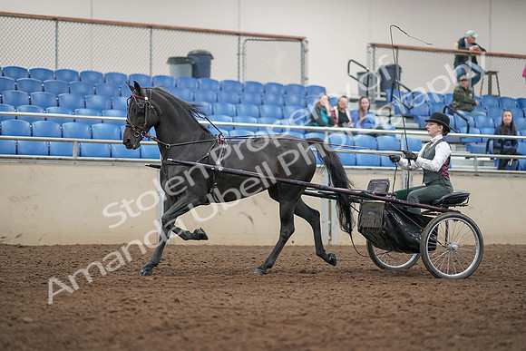 2019 Morgan Horse Show - Aug 31, 2019 - 04672