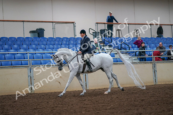 2019 Morgan Horse Show - Aug 30, 2019 - 17397