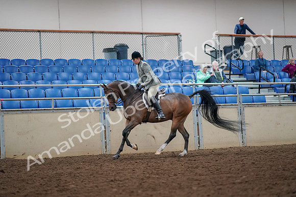 2019 Morgan Horse Show - Aug 30, 2019 - 17456