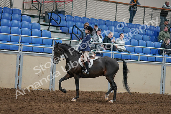 2020 - AB Morgan Horse - Sun, Sept 06 - 07935