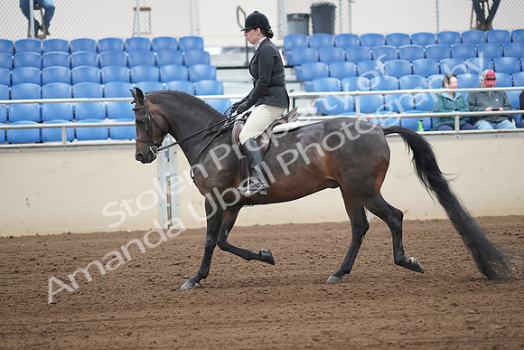 2019 Morgan Horse Show - Sept 01, 2019 - 04009