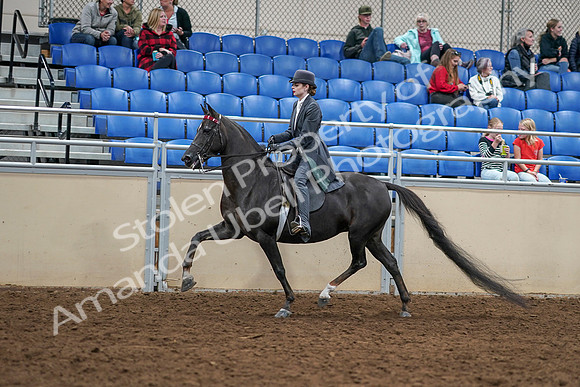 2020 - AB Morgan Horse - Sat, Sept 05 - 13730
