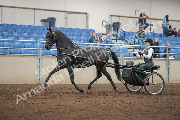 2019 Morgan Horse Show - Aug 31, 2019 - 04670