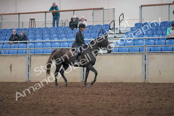 2019 Morgan Horse Show - Aug 31, 2019 - 07377