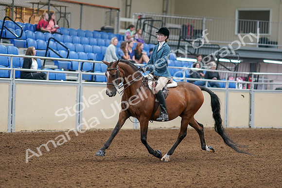 2020 - AB Morgan Horse - Fri, Sept 04 - 03959