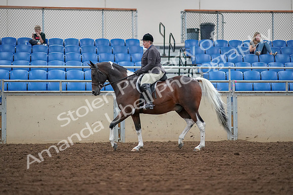 2019 Morgan Horse Show - Aug 30, 2019 - 16042