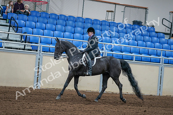 2020 - AB Morgan Horse - Fri, Sept 04 - 01531