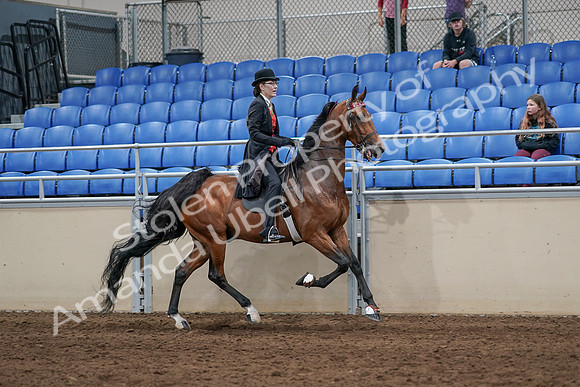 2020 - AB Morgan Horse - Sat, Sept 05 - 06763