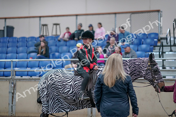 2019 Morgan Horse Show - Aug 31, 2019 - 10139