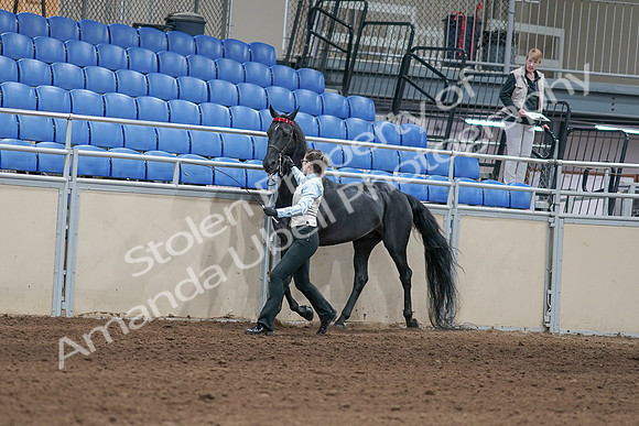 2020 - AB Morgan Horse - Sat, Sept 05 - 00042