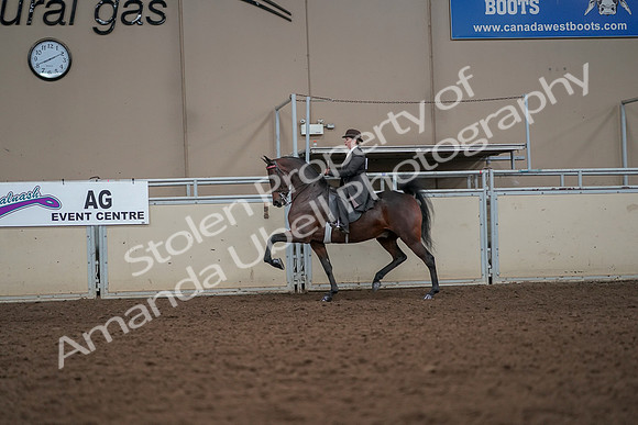 2019 Morgan Horse Show - Aug 30, 2019 - 27892