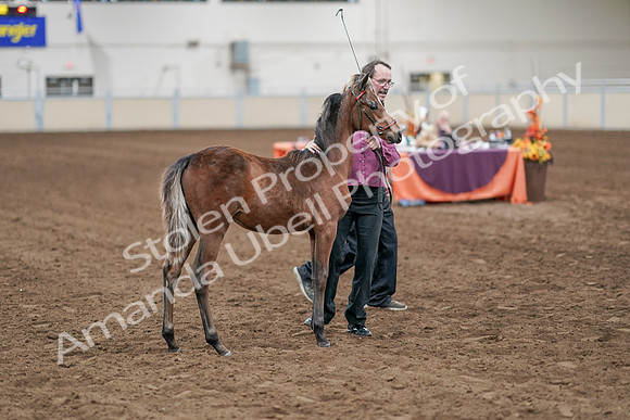2020 - AB Morgan Horse - Sat, Sept 05 - 00515