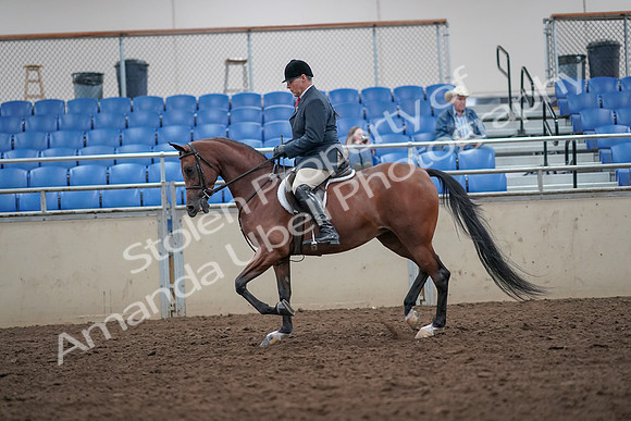 2019 Morgan Horse Show - Aug 31, 2019 - 14826