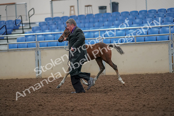 2019 Morgan Horse Show - Aug 30, 2019 - 24670