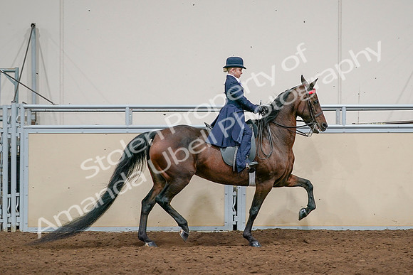 2020 - AB Morgan Horse - Sat, Sept 05 - 04860