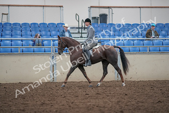 2019 Morgan Horse Show - Aug 31, 2019 - 14760
