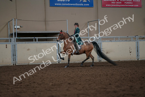 2019 Morgan Horse Show - Aug 30, 2019 - 27911